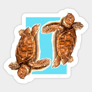 Turtles Drawing Sticker